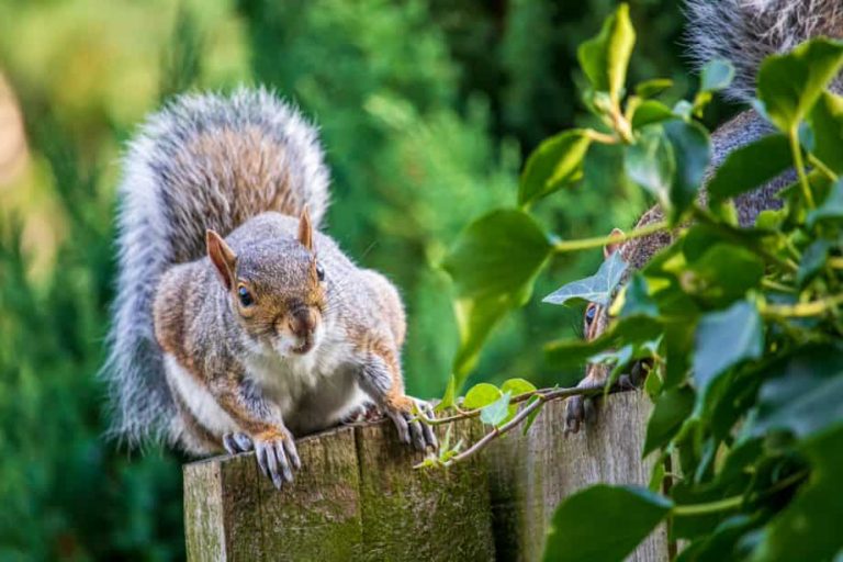 What Do Squirrels Sound Like in Walls - Wildlife Removal Peterborough